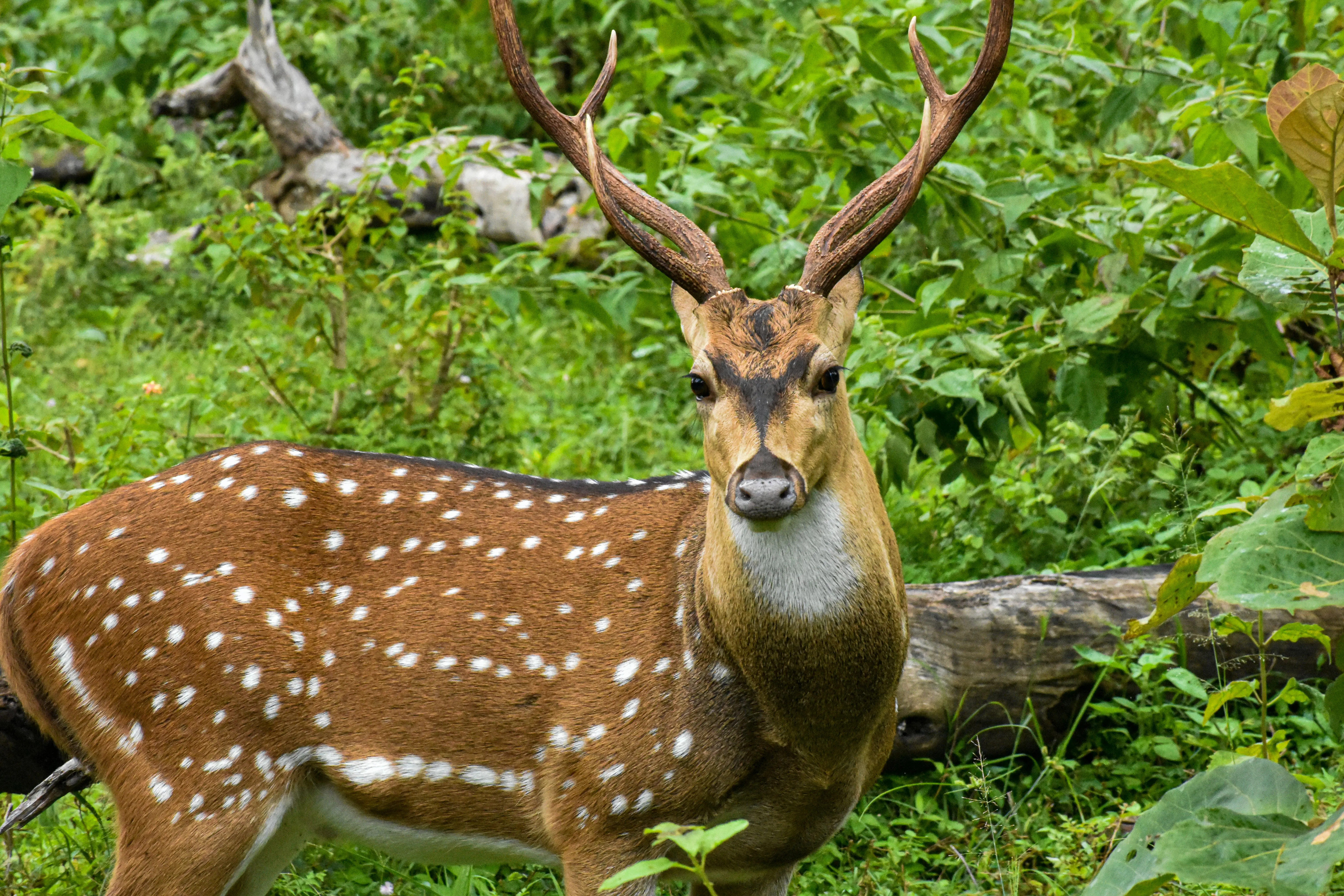Buxa Tiger Reserve